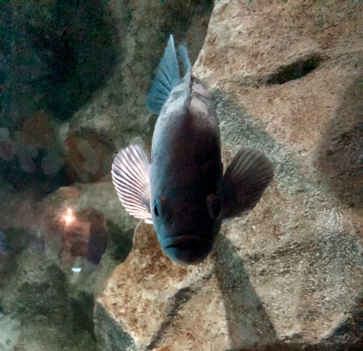 wendigobunny's tweet photo. #CaliforniaAcademyOfSciences #Aquarium #AdamBunny #YarnAdam #Yarnigel #Spacedogs #GrumpyFish https://t.co/DZCguDuhFw