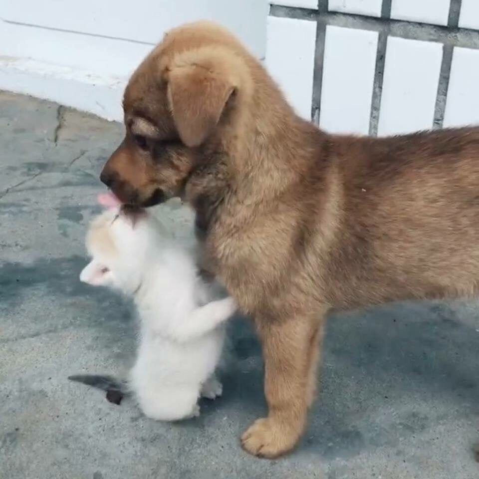 koyteera's tweet photo. 🐶 แทฮยองบอก โมโหหิว 
🐱 ยุนกิบอก ใจเย็นนะ มา hold our hands กันก่อน https://t.co/6eQmuSuTEO