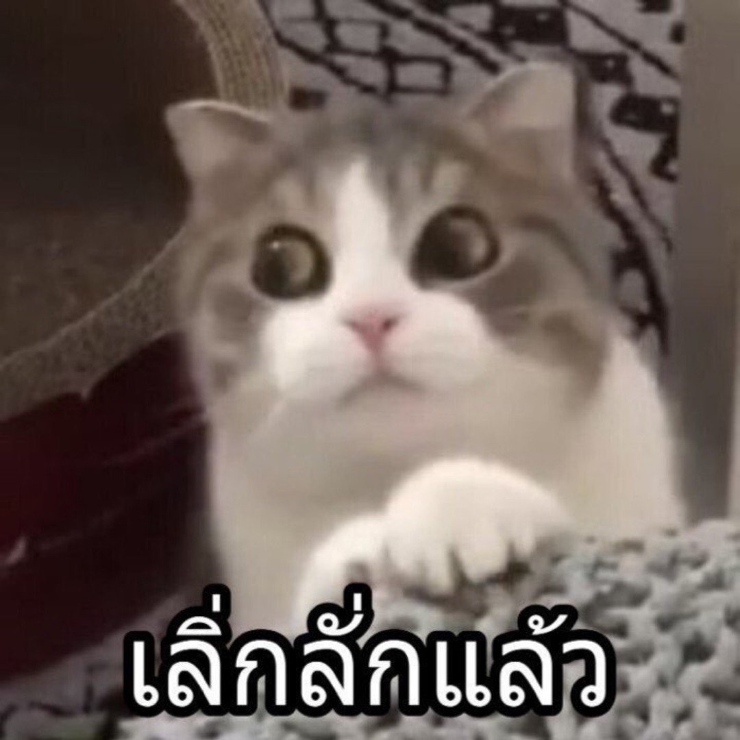 คุณโฮสต์​สึคนนั้น!!//ลิมิตฟอล tweet media