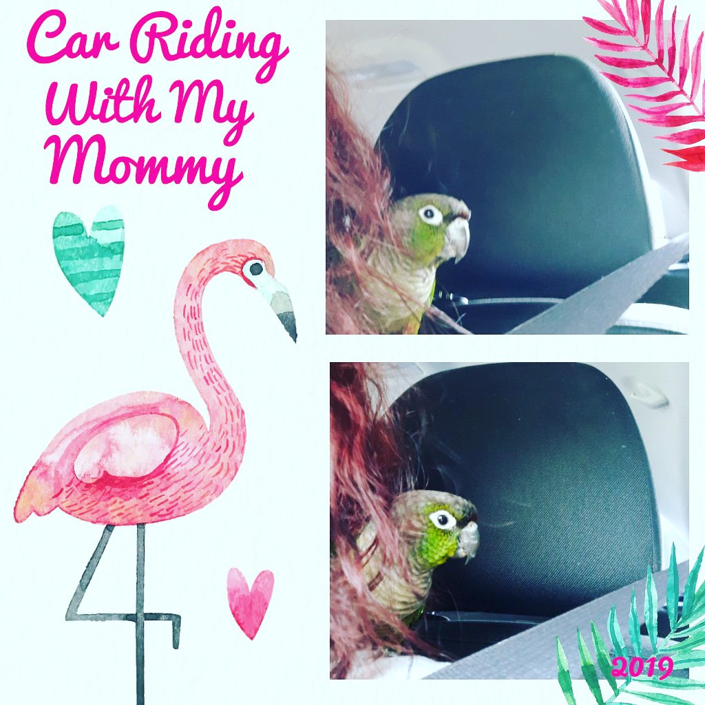 ConureFeathers's tweet photo. Cinnamon Buns says I went on a car ride with mommy today. 😁🐦🌸🌺💓 https://t.co/CVLUgZUpIH