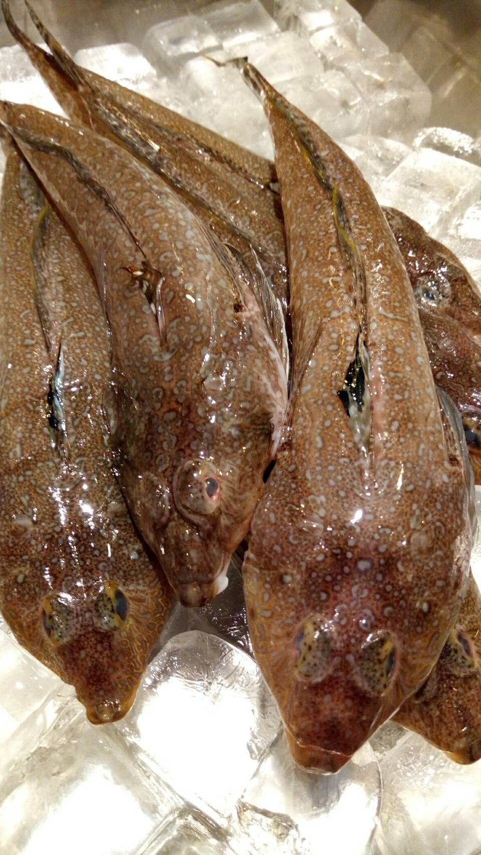 天和 千葉県江戸前のめごちです 天ぷらと言ったらはずせない魚です 関東ではネズ ネズッポ 関西ではガッチョ 天コチ などさまざまな呼ばれ方をするほど身近な魚でした それが今では本種においては超高級魚となってしまいました 天ぷら魚御三家 鱚 天和 千葉県江戸前のめごちです 天ぷらと言ったらはずせない魚です 関東ではネズ ネズッポ 関西ではガッチョ 天コチ などさまざまな呼ばれ方をするほど身近な魚でした それが今では本種においては超高級魚となってしまいました 天ぷら魚御三家 鱚