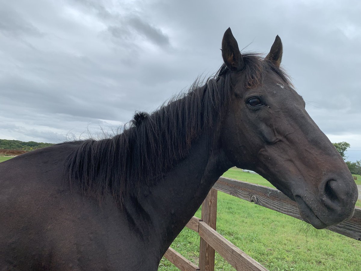 引退馬の牧場で有名馬 タイキシャトル と ローズキングダム のたてがみが切られる被害 ツイッターで情報呼びかけ Togetter