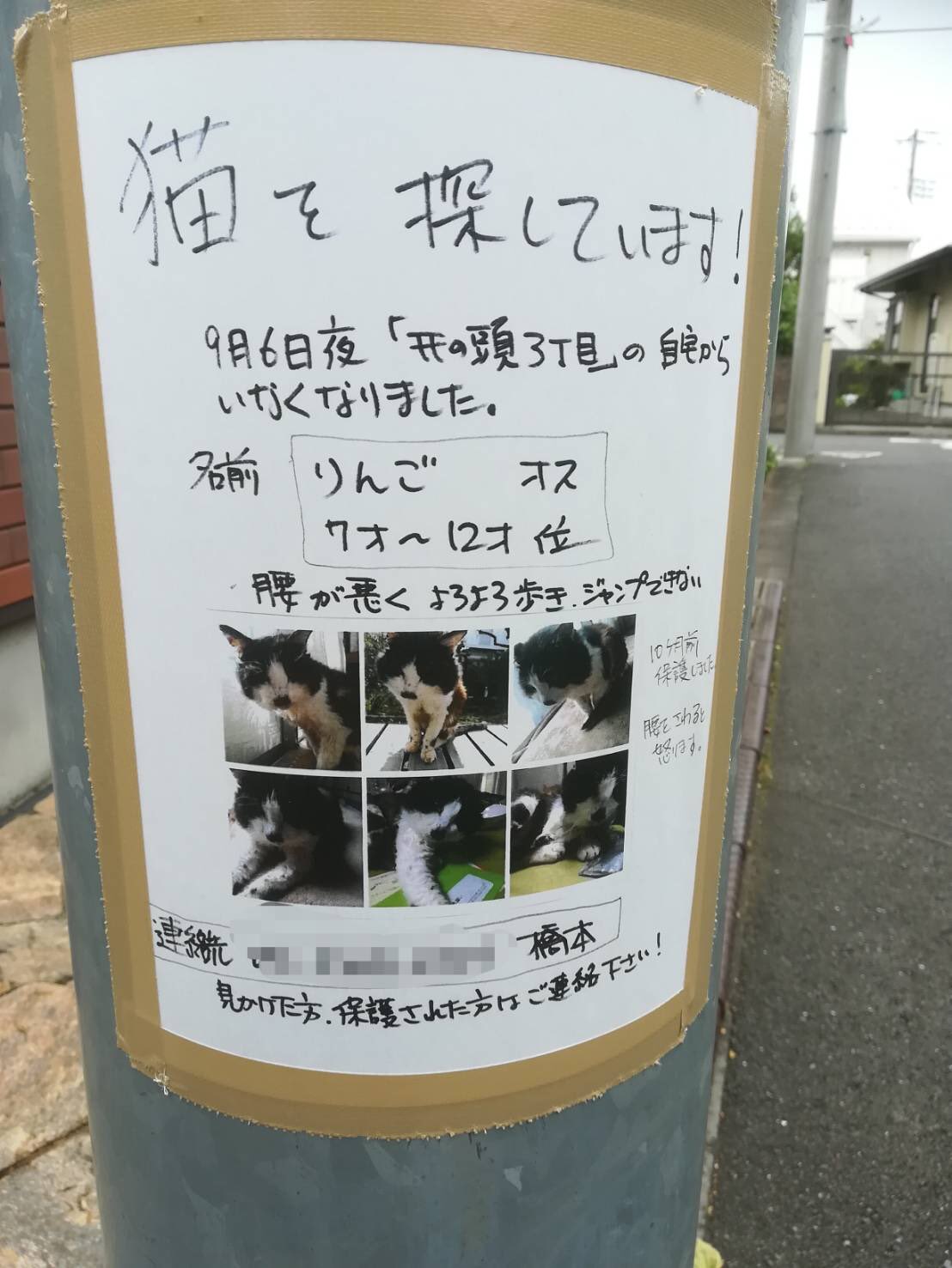 探し猫 Twitter Search Twitter