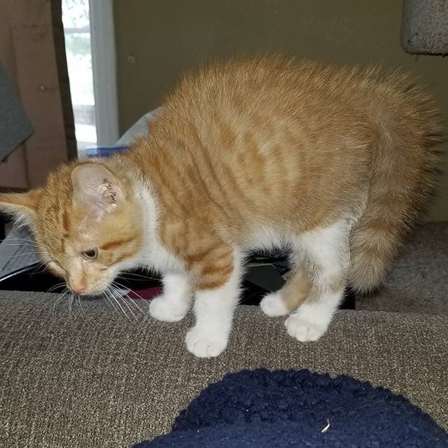 TarrasTails's tweet photo. Oscar's reaction to seeing Boo walk through the room. #gingerkitten #scaredkitty #scaredycat https://t.co/Rzasp2O0Xq