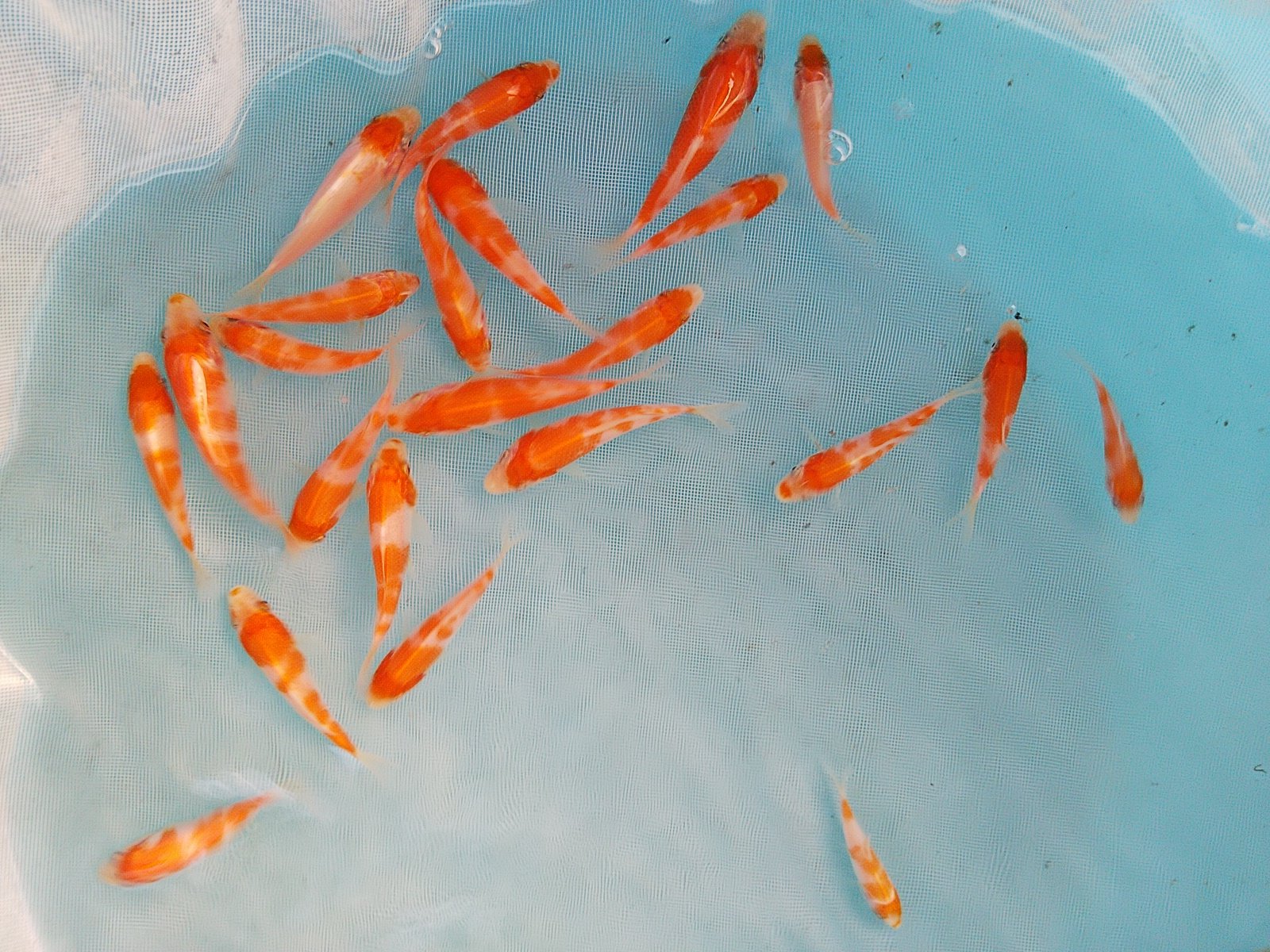 Koi Japanese Koi Kjk Nishikawa Twitter
