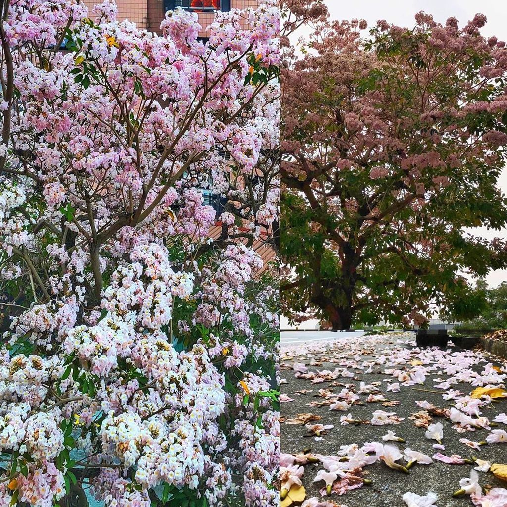 tonythay's tweet image. Trumpet Tree flowering. 
Singapore, 14th Sep 2019
.
.
.
.
.
#singapore #nparks #nparkssg #tabebuia #tabebuiarosea #nature #treehouse #flowers #flowering #cherryblossom #sakuraseason
