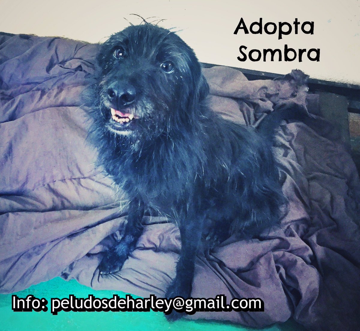 Sombra! (Léase con voz grave y rasposa🖤) Fue abandonada 2veces por quien creyo su familia y después por quien “la rescató”, 🤦🏻‍♀️Después llegó conmigo con 3meses de edad ahora tiene aprox 1año y medio y sigue esperando hogar. Dulce y amorosa. El ❤️de Sombra no discrima y el tuyo?