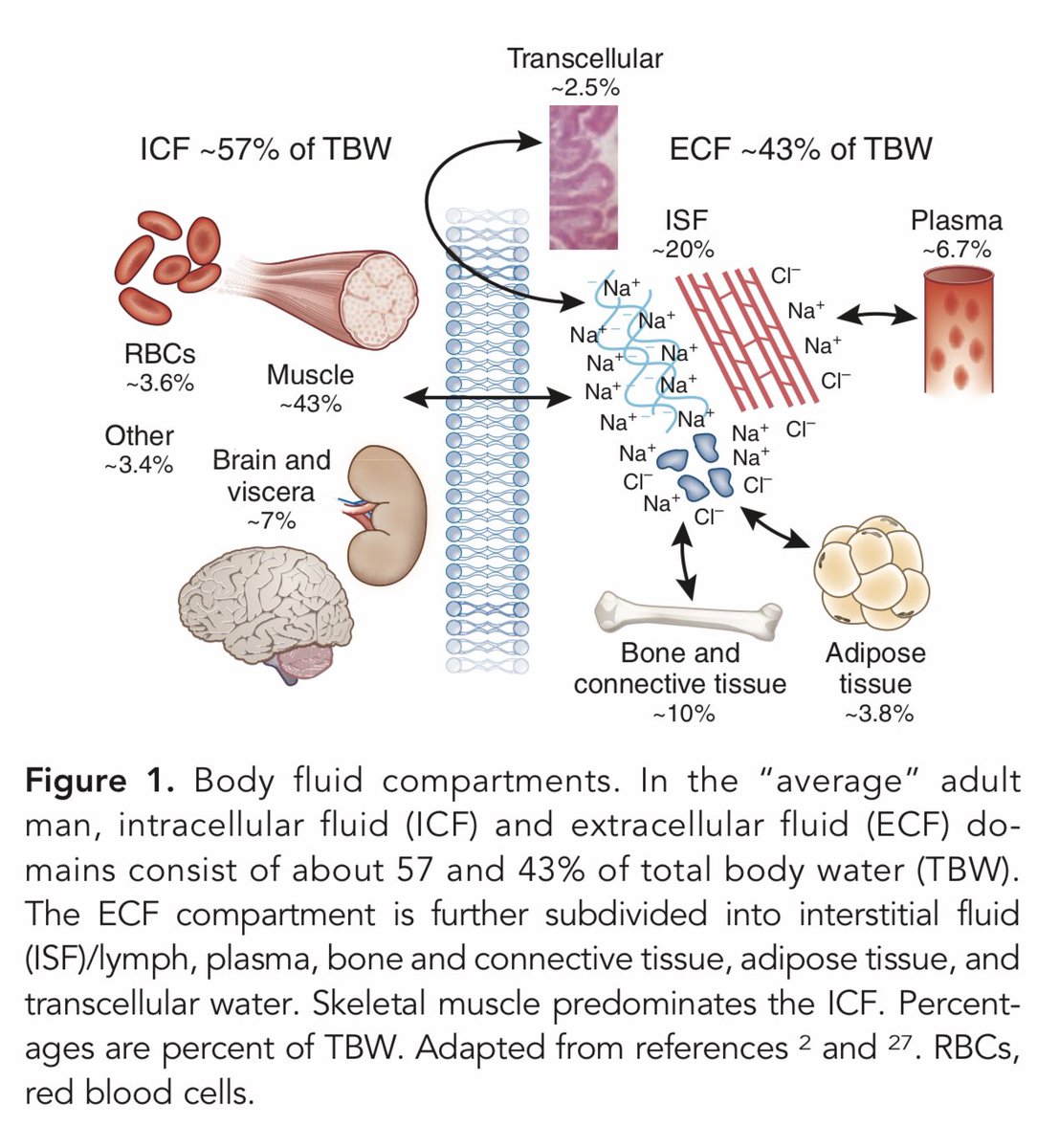 Renal Physiology 101: What every nephrologist should understand #Nephpearls https://t.co/Nrg3XkNoD9...