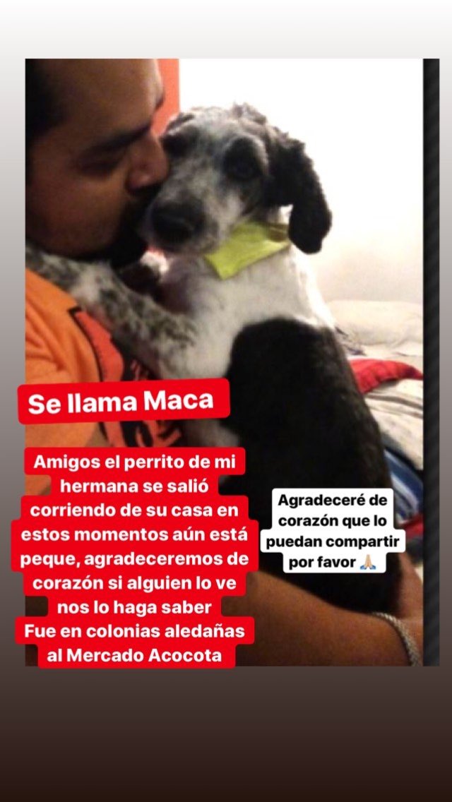 Ingridsalazr's tweet photo. Amigos si viven en Puebla, porfis podrían compartir con su amigos 🙏🏼🙏🏼
Seguimos buscando a Maca, apenas tiene 5 meses y seguro está muy asustado 😭
Se los agradeceré de todo corazón 🙏🏼🙏🏼🙏🏼 https://t.co/NYslSbcmro