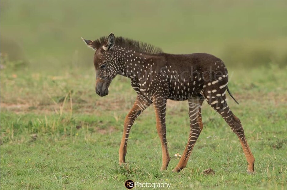 witosafaris's tweet photo. I know many of you have seen a stripped #zebra 🦓 on #safari or in a zoo, but how many of you have seen this rare polka dotted beauty in the wild? Photographed in Masai Mara recently, this zebra calf is one of a kind in the African wilderness. 
- -
#zebra
#RidersLive 
#WitoAfrica https://t.co/UDxf4NmKNS