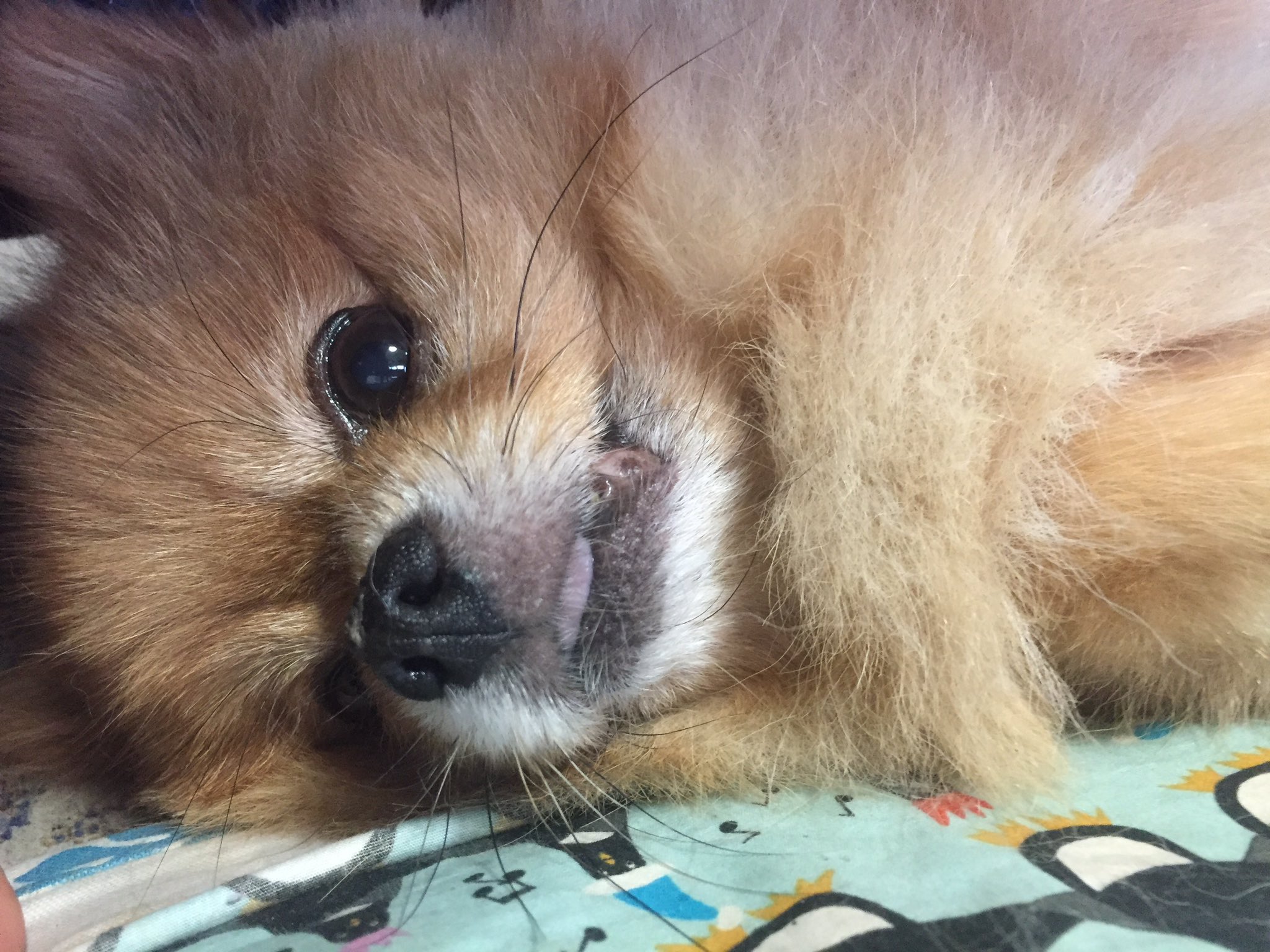 かいわれ大根 V Twitter うちの犬カットしたらコロコロしていて可愛い