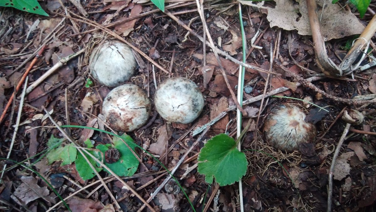 661street Ar Twitter これ何だと思いますか 松露という珍しいキノコです これは 日本のトリュフです