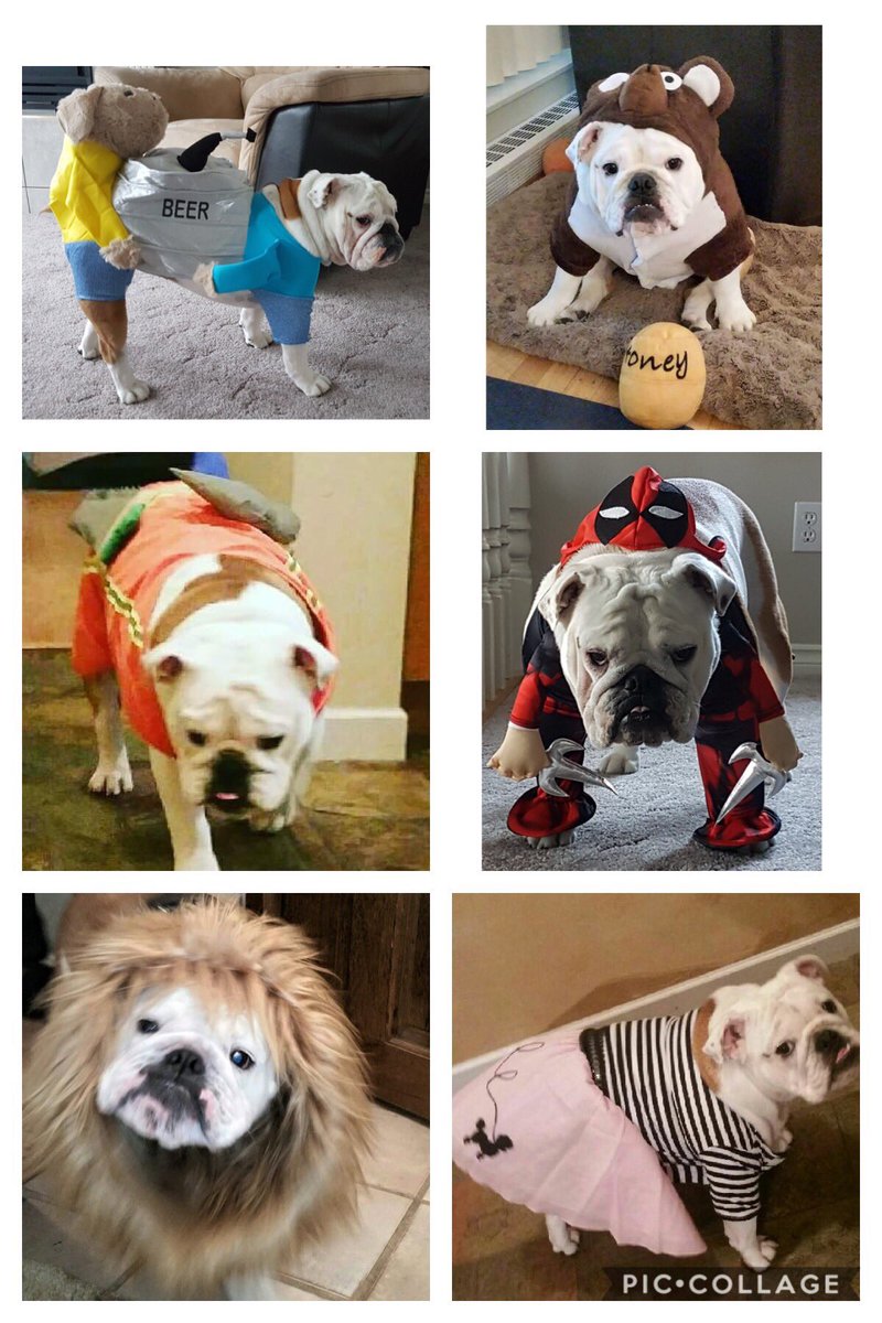 What should I be for Halloween this year 🤔 These are a few of the costumes I’ve worn already 👻🎃 #Halloween #dogcostumes #bulldogs