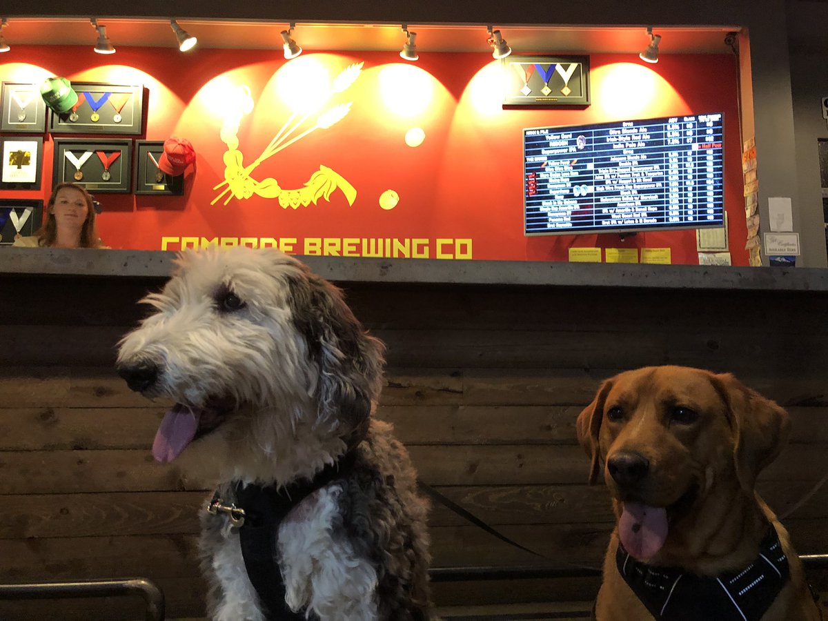 peaceturtle5's tweet photo. Comrades 🐶 @ComradeBrewing https://t.co/XSebkP4wtX
