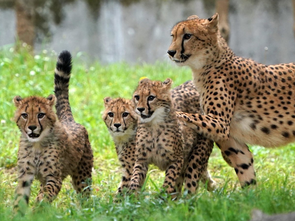 Riku 多摩動物公園のチーターのデュラ親子 今日からジャックが他園への移動準備で親子別れするので 5兄妹一緒の姿はもう見られないようです 動物の子育て期間は短いですが そのぶん幸せな時間がぎゅっと詰まってますね 新しい環境になっても元気に Riku 多摩動物公園のチーターのデュラ親子 今日からジャックが他園への移動準備で親子別れするので 5兄妹一緒の姿はもう見られないようです 動物の子育て期間は短いですが そのぶん幸せな時間がぎゅっと詰まってますね 新しい環境になっても元気に