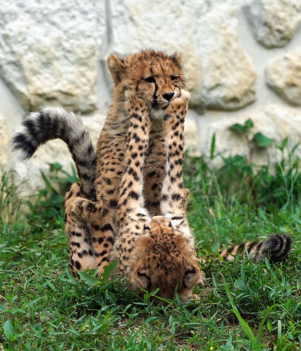 Riku 多摩動物公園のチーターのデュラ親子 今日からジャックが他園への移動準備で親子別れするので 5兄妹一緒の姿はもう見られないようです 動物の子育て期間は短いですが そのぶん幸せな時間がぎゅっと詰まってますね 新しい環境になっても元気に Riku 多摩動物公園のチーターのデュラ親子 今日からジャックが他園への移動準備で親子別れするので 5兄妹一緒の姿はもう見られないようです 動物の子育て期間は短いですが そのぶん幸せな時間がぎゅっと詰まってますね 新しい環境になっても元気に