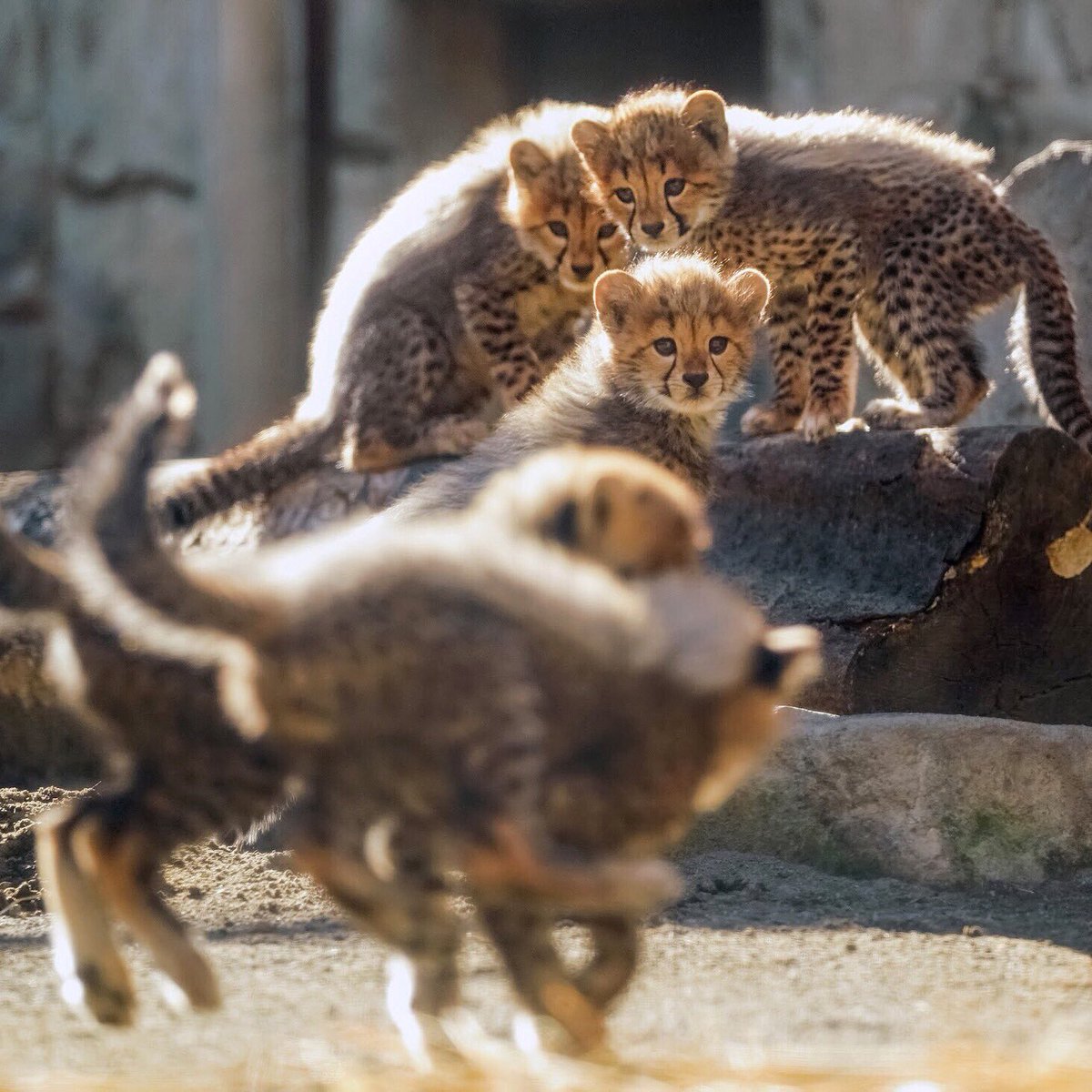 Riku 多摩動物公園のチーターのデュラ親子 今日からジャックが他園への移動準備で親子別れするので 5兄妹一緒の姿はもう見られないようです 動物の子育て期間は短いですが そのぶん幸せな時間がぎゅっと詰まってますね 新しい環境になっても元気に Riku 多摩動物公園のチーターのデュラ親子 今日からジャックが他園への移動準備で親子別れするので 5兄妹一緒の姿はもう見られないようです 動物の子育て期間は短いですが そのぶん幸せな時間がぎゅっと詰まってますね 新しい環境になっても元気に