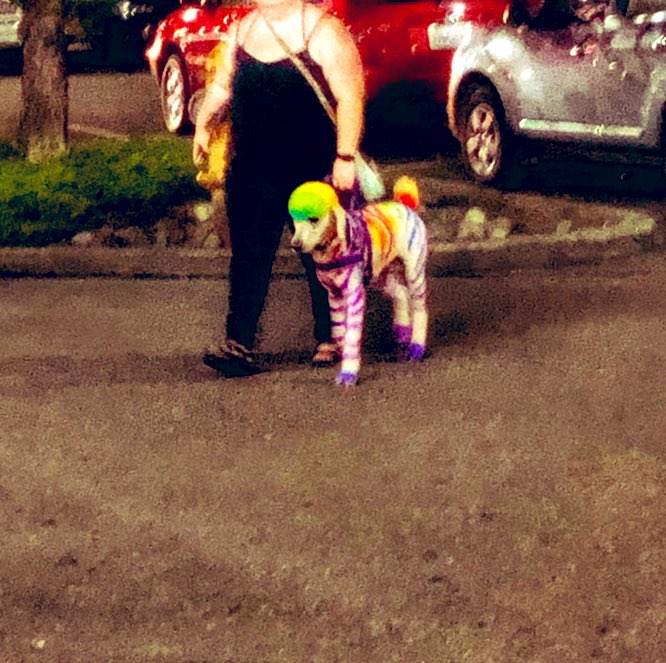 ErinVanSickle's tweet image. #DogsOfSeattle