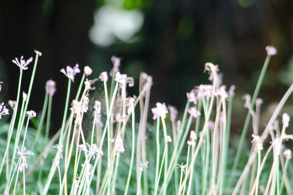 Magnificent Colombia tweet media