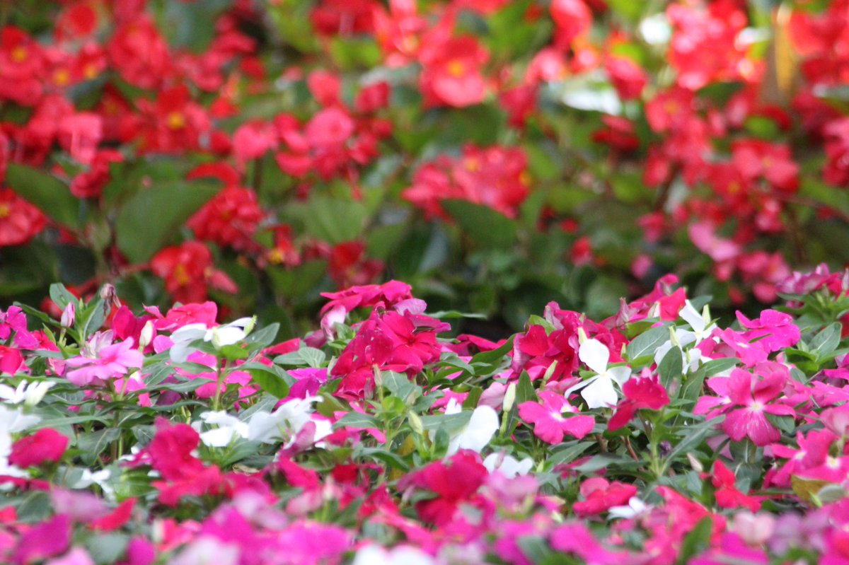 Magnificent Colombia tweet media