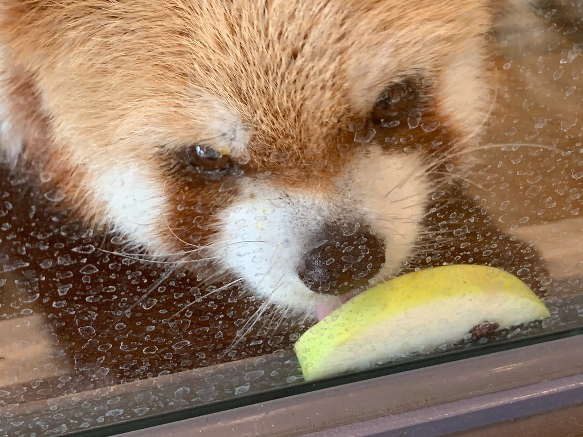 凶暴パンダ りんご 食うとる 山口県周南市徳山動物園 凶暴パンダ りんご 食うとる 山口県周南市徳山動物園