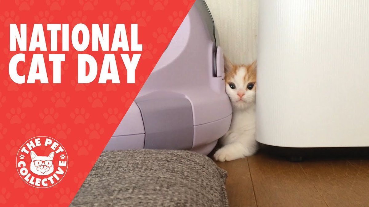 MeowMoeDotCom's tweet photo. Cute #Cats Video Compilation ...
#Cats #Cat #Kittens #Kitten #Kitty #Pets #Pet #Meow #Moe #CuteCats #CuteCat #CuteKittens #CuteKitten #MeowMoe
#BestCatVideo #BestCatVideos #CatCompilation #CatVideo #CatVideos #CatsCompilation
https://t.co/36Rj5mTrqO
. https://t.co/igmAvL6MV0
