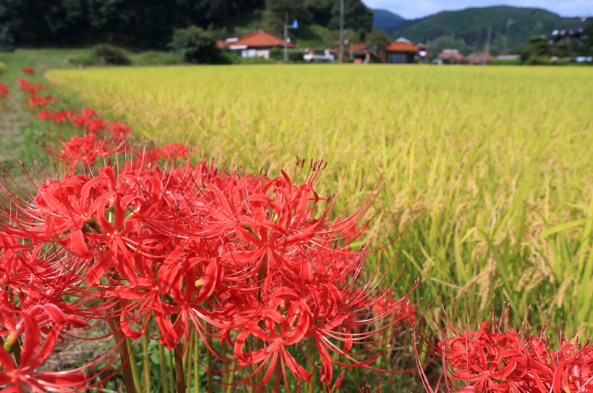 片柳弘史 田んぼのあぜ道に咲いた彼岸花 あぜ道に密集しているのは 彼岸花の毒があぜ道をモグラから守ってくれるからとか 球根が飢饉の場合の非常食 毒抜きして になるからとか いくつかの説があるようです いずれにしても 山里の秋にぴったり似合う赤