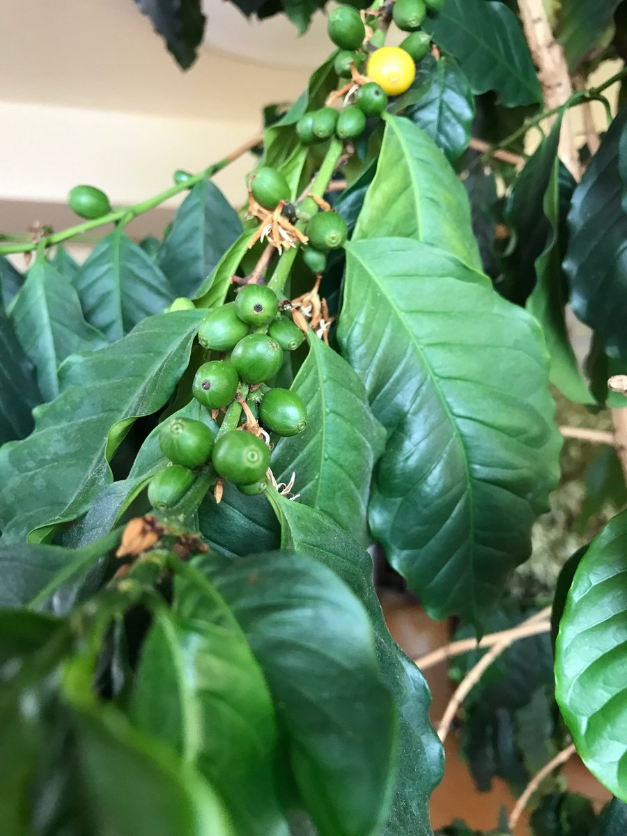 神原サリー على تويتر 我が家のコーヒーの木 この秋もコーヒーがたわわに実っています 鉢に落ちて芽を出した二世たちも無事にほかの鉢に植え替えました コーヒーの木 コーヒーの実 コーヒーの芽