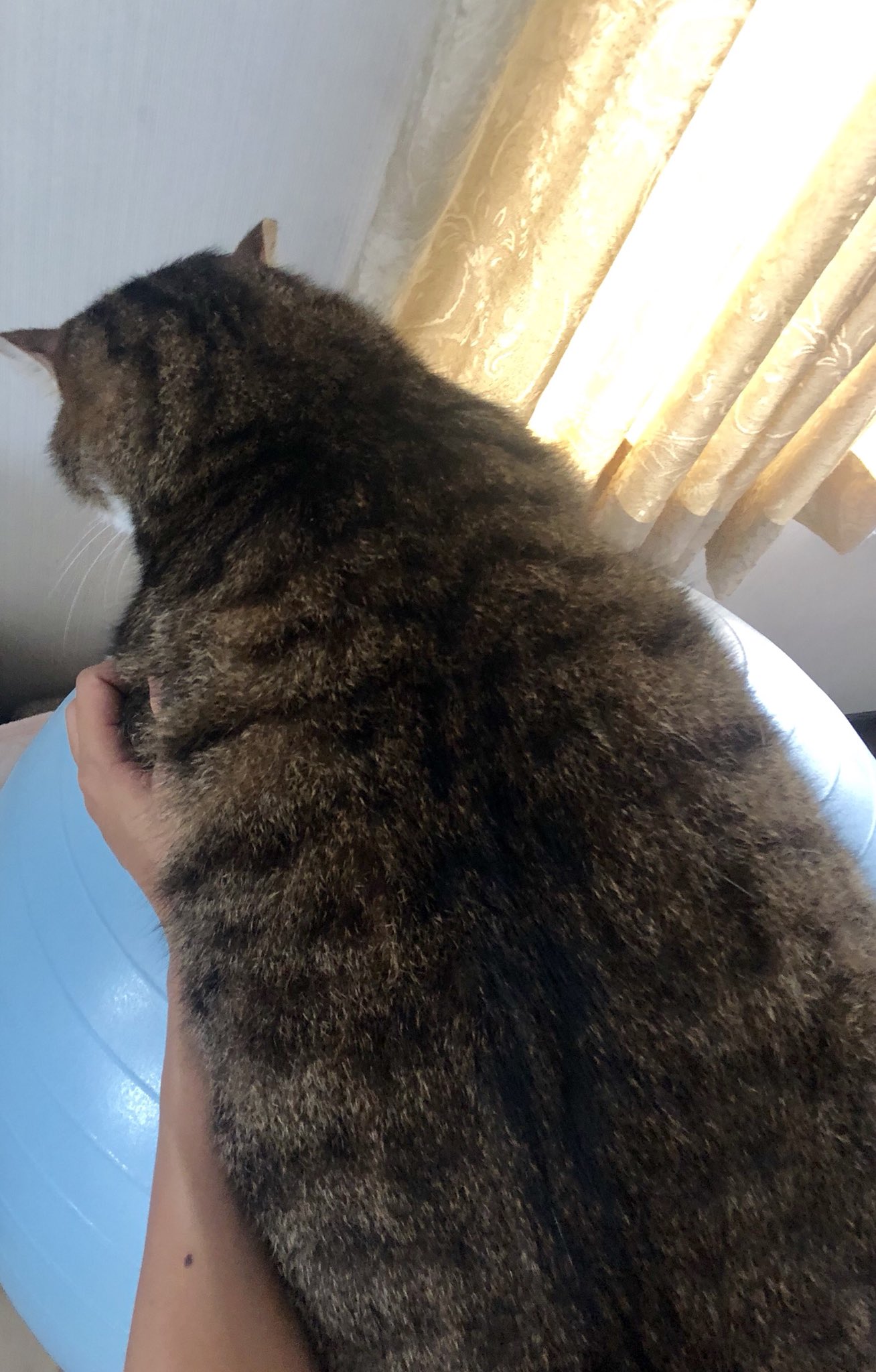 Fumcat ソファーの上に乗せてあるバランスボールにのせてみたら 自分で自立して乗ってたブーツ君 猫 猫好きさんと繋がりたい ねこ Cat T Co Xegr3scszf Twitter Fumcat ソファーの上に乗せてあるバランスボールにのせてみたら 自分で自立して乗ってたブーツ君 猫 猫好きさんと繋がりたい ねこ Cat T Co Xegr3scszf Twitter
