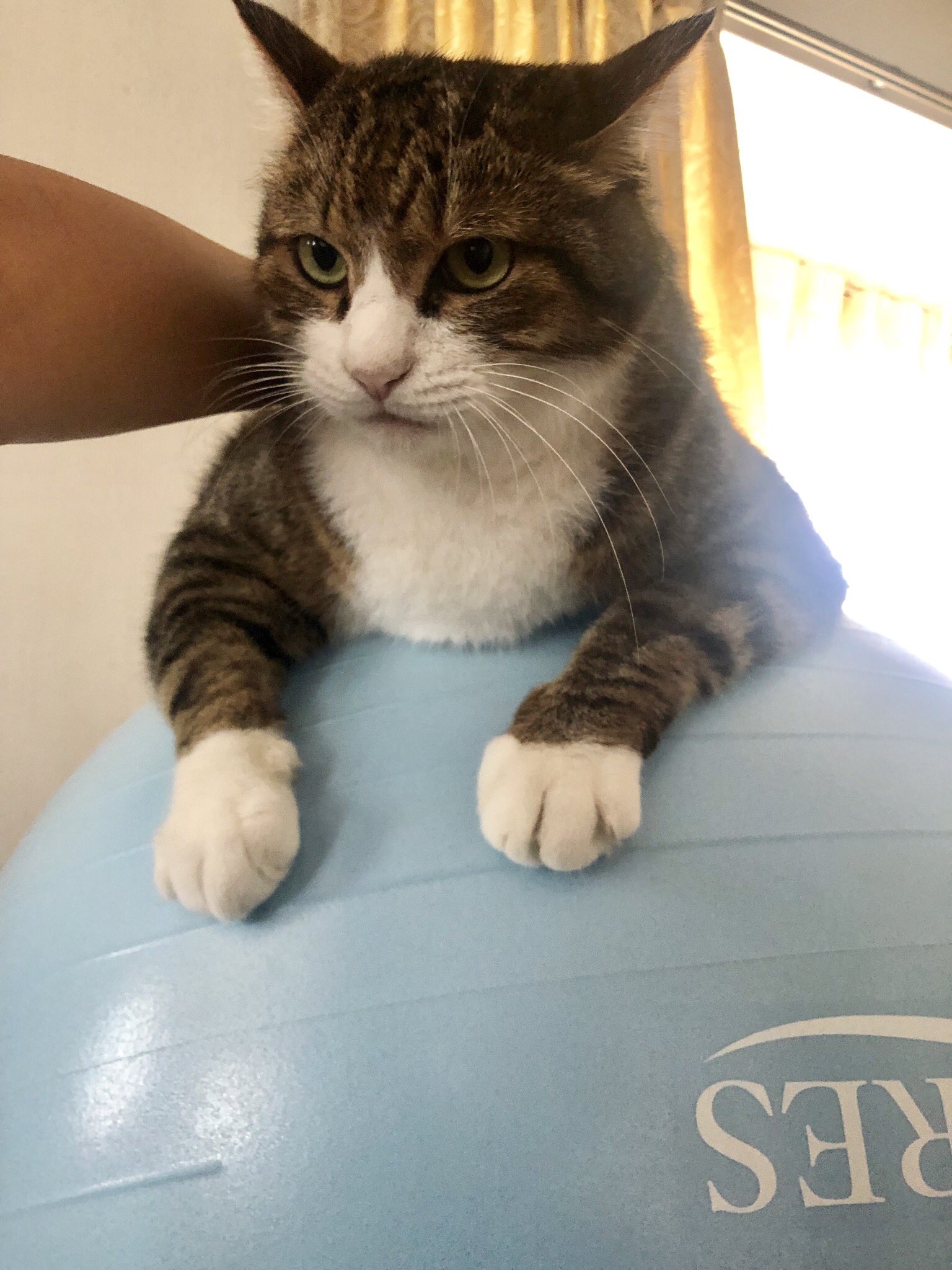 Fumcat ソファーの上に乗せてあるバランスボールにのせてみたら 自分で自立して乗ってたブーツ君 猫 猫好きさんと繋がりたい ねこ Cat Fumcat ソファーの上に乗せてあるバランスボールにのせてみたら 自分で自立して乗ってたブーツ君 猫 猫好きさんと繋がりたい ねこ Cat