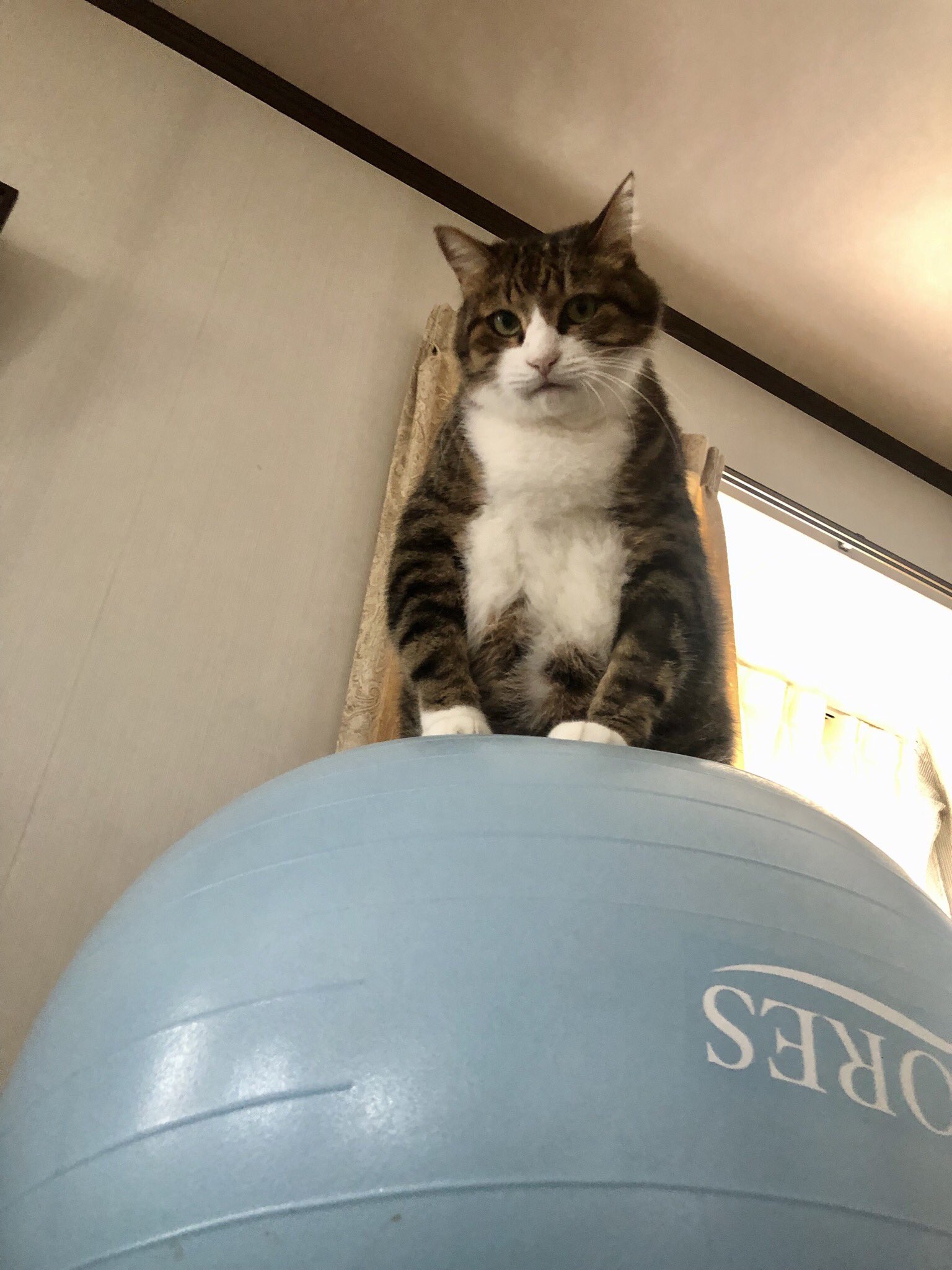 Fumcat ソファーの上に乗せてあるバランスボールにのせてみたら 自分で自立して乗ってたブーツ君 猫 猫好きさんと繋がりたい ねこ Cat Fumcat ソファーの上に乗せてあるバランスボールにのせてみたら 自分で自立して乗ってたブーツ君 猫 猫好きさんと繋がりたい ねこ Cat
