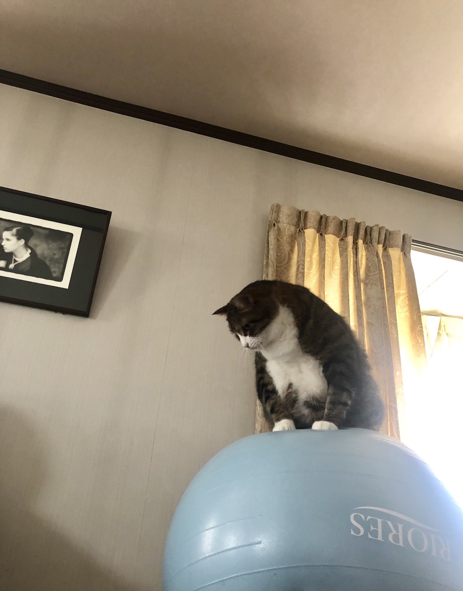 Fumcat ソファーの上に乗せてあるバランスボールにのせてみたら 自分で自立して乗ってたブーツ君 猫 猫好きさんと繋がりたい ねこ Cat Fumcat ソファーの上に乗せてあるバランスボールにのせてみたら 自分で自立して乗ってたブーツ君 猫 猫好きさんと繋がりたい ねこ Cat