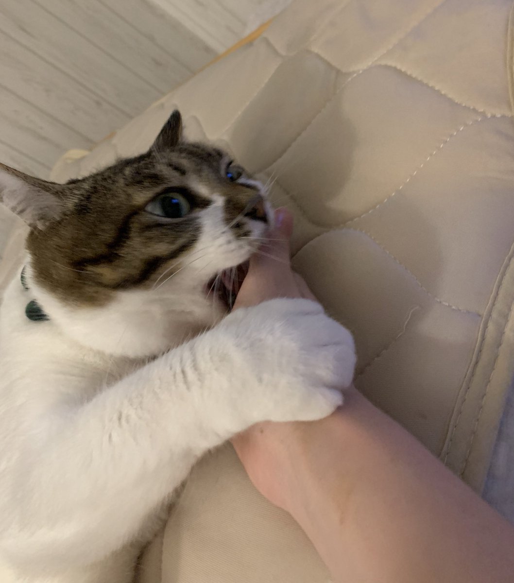 何が楽しくて生きてるの シリーズ 猫さんと暮らす人の場合一言で伝わるしめちゃくちゃ意気投合できる 共通の推しがいる職場最高 Togetter 何が楽しくて生きてるの シリーズ 猫さんと暮らす人の場合一言で伝わるしめちゃくちゃ意気投合できる 共通の推しがいる職場最高 Togetter
