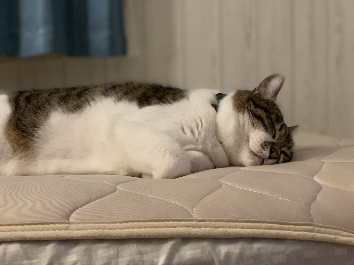 何が楽しくて生きてるの シリーズ 猫さんと暮らす人の場合一言で伝わるしめちゃくちゃ意気投合できる 共通の推しがいる職場最高 Togetter 何が楽しくて生きてるの シリーズ 猫さんと暮らす人の場合一言で伝わるしめちゃくちゃ意気投合できる 共通の推しがいる職場最高 Togetter