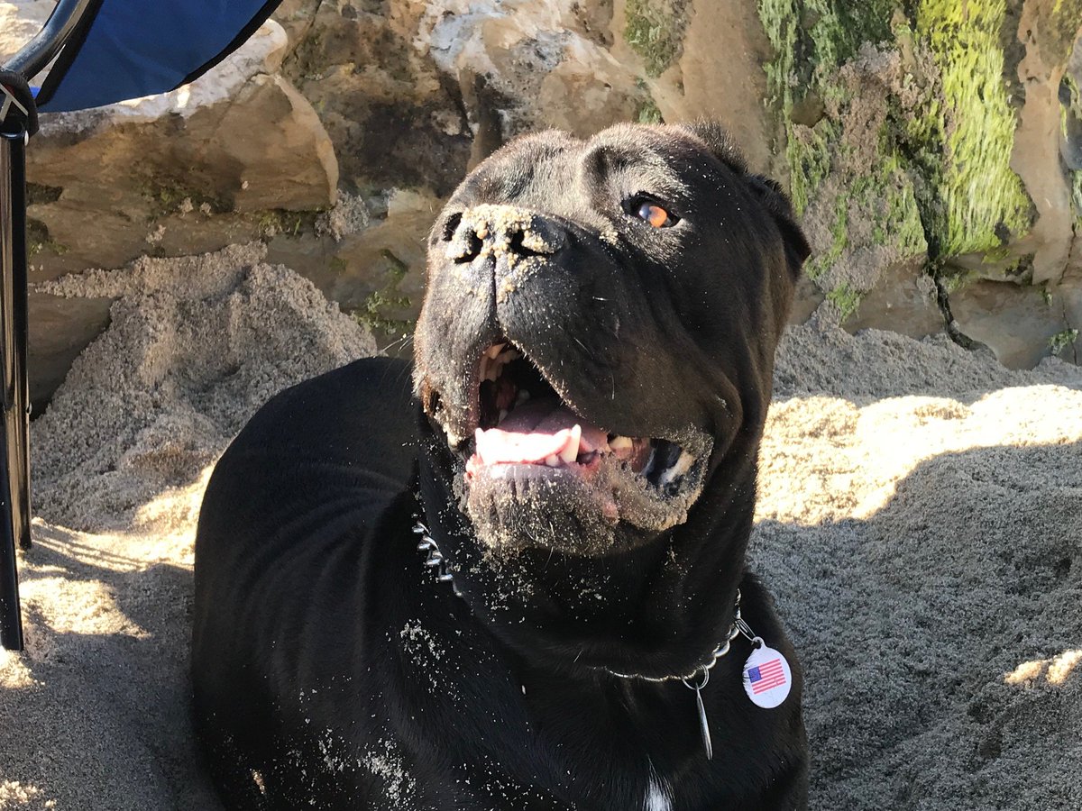 DogsCruz's tweet photo. Troy enjoying the warm weather on Dog Beach. #CaneCorso's relatively rare to see on the beach, and Troy made the most of his day playing and keeping cool. #DogsLife #DogsCruz #LargeBreed https://t.co/jAgOq95CYU