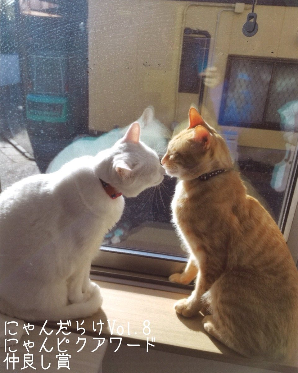 nyandaraketokyo's tweet photo. #にゃんピクアワード 受賞作品⑥
本日9月15日も、仲良し賞の発表です

受賞したのは、チャトさん＆ゆきさん

受賞者へのプレゼントは、猫用品＋にゃんだらけVol.9前売り入場券2枚セットと超豪華！

受賞した、チャトさん＆ゆきさんの飼い主様は
https://t.co/aijhrLoEUC
⬆ご確認の上、ご連絡下さい https://t.co/RhFHVTZ04w