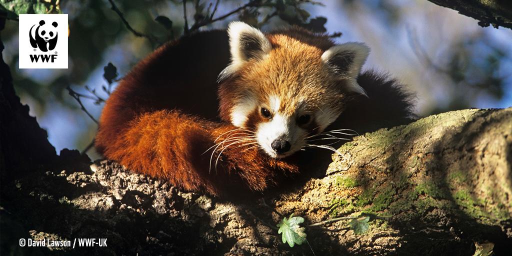 wwf panda roux