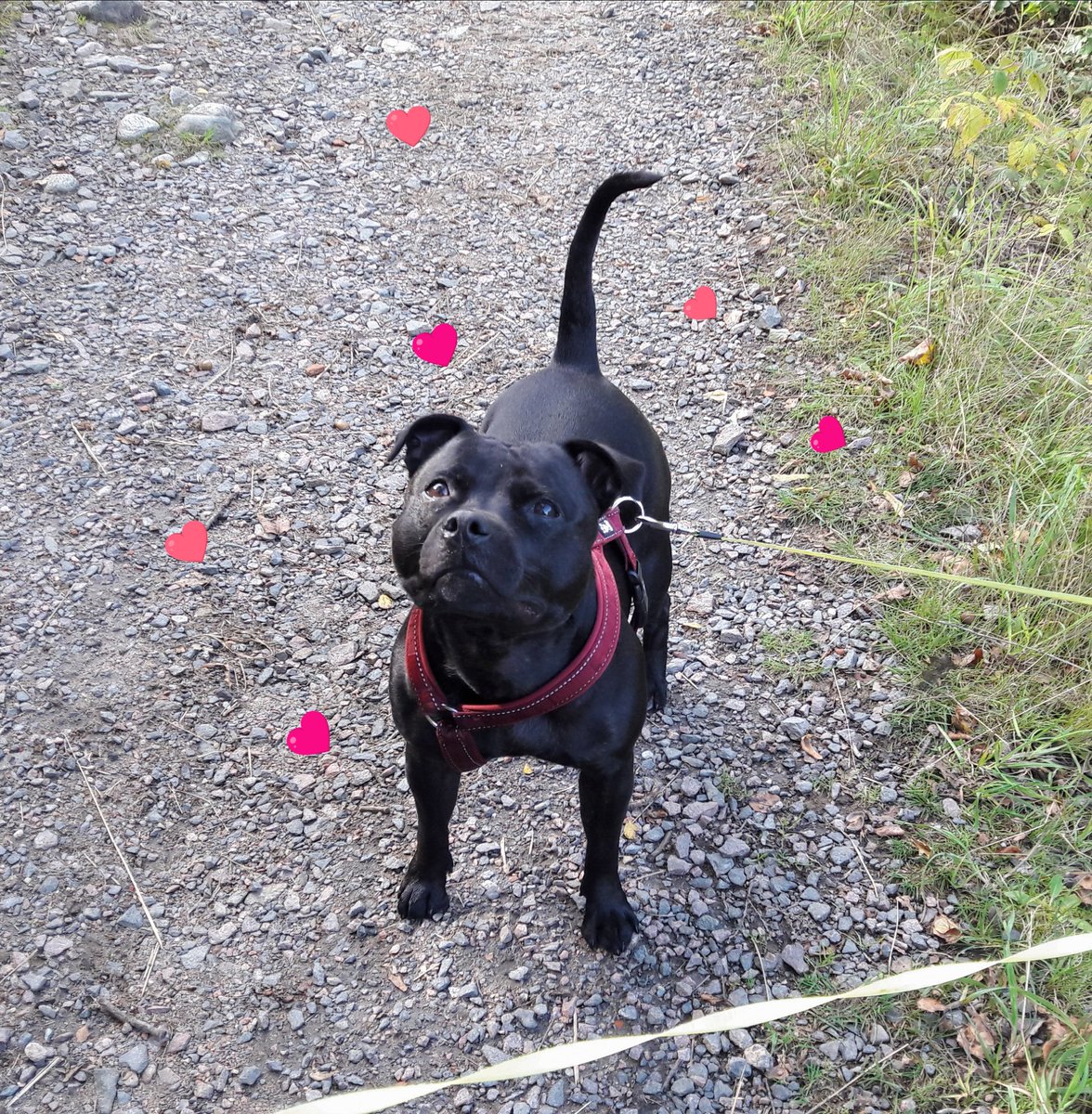 IngerMolndal's tweet photo. Mitt lilla lakritstroll ..... #hundmormor #staffe #hund https://t.co/iGJXEPMyHv