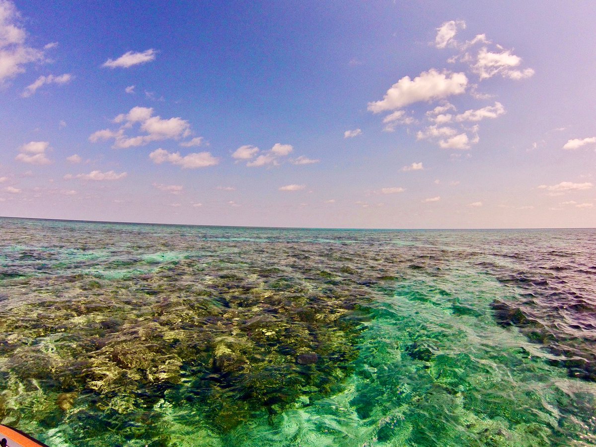mmiller_plastic's tweet photo. Another day, another reef. #marinebiology #reefmonitoring #LTMP @aims_gov_au https://t.co/m5eWKH4Rl6