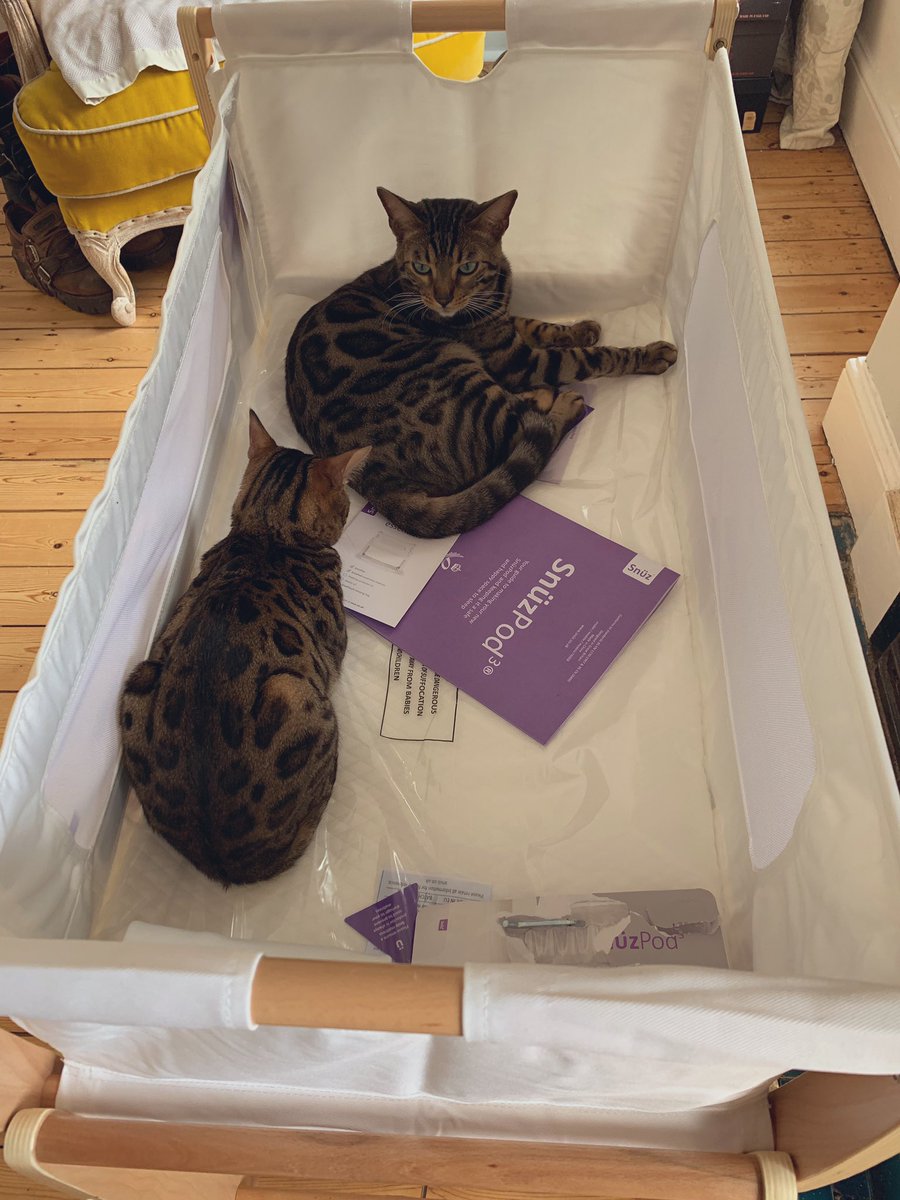 BengalWilma's tweet photo. This Sunday.. cross between #catboxsunday .. and new cat bed .. it rocks too.. odd but we both like it! 😹🐾😽 #CatCot #BabyBump #NewThings #GorgeousWilma #LittleFrank #Bengals https://t.co/fAeSCByvsM