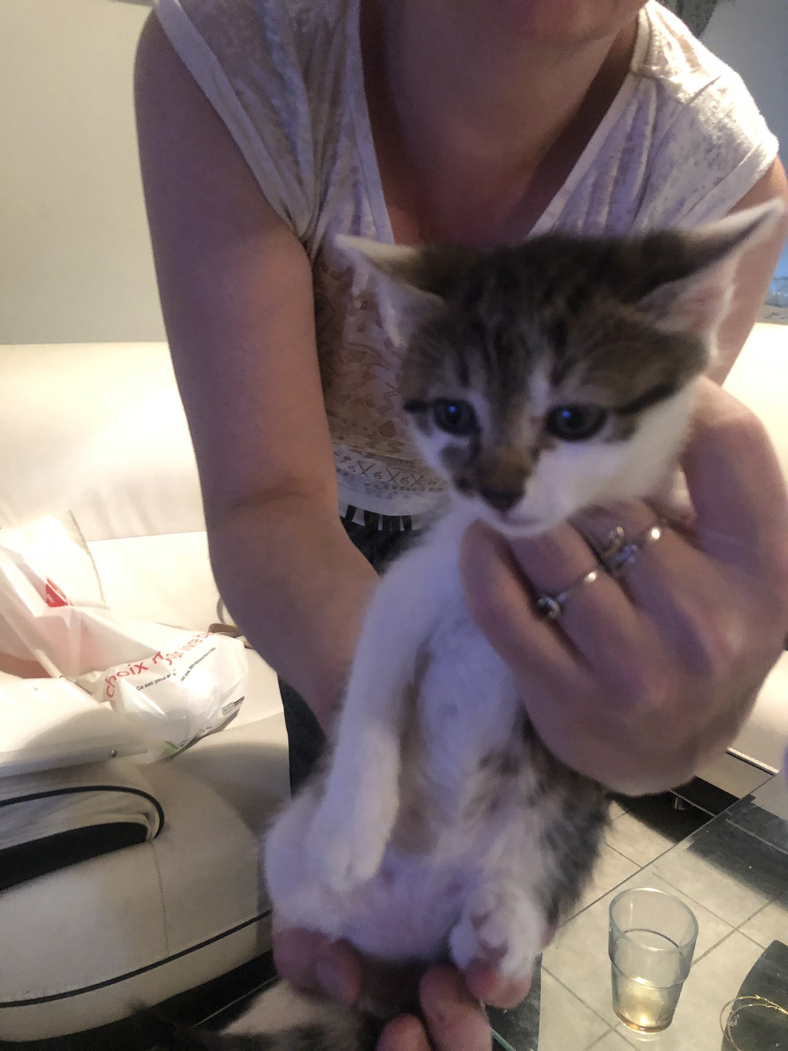 Cheineze Donne Chaton Sur Lyon Contre Bons Soins Dm Si Interesse Rt Apprecies T Co Lspdc8ftmj Twitter