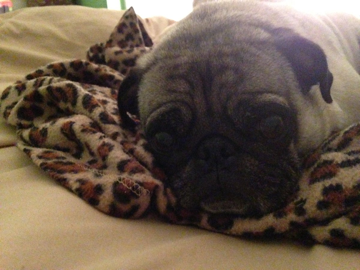 Twitter@AmyFreeze7
#BigDogSunday Pudgy via Jean Yates