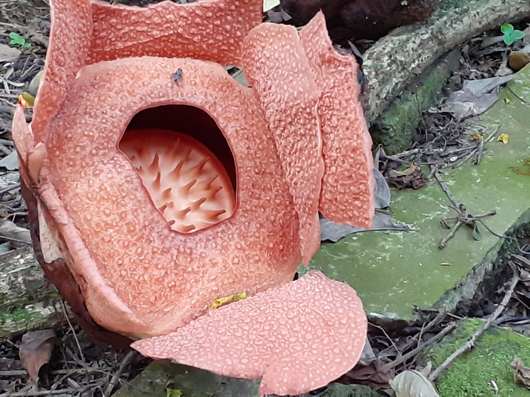 ditjenhorti's tweet photo. Raflesia Padma mekar di Kebon Raya Bogor. Kabarnya bertahan hanya beberapa hari loh #HortiMania
@kementan @Gakkum_KLHK
https://t.co/uJVibDVsks
#ReflesiaMekar
#pecintabunga
#HortikulturaMasaKini
#PertanianMasaDepan
#HariPanganSedunia
#pertanianindonesiamaju https://t.co/gV9zxHPGkb