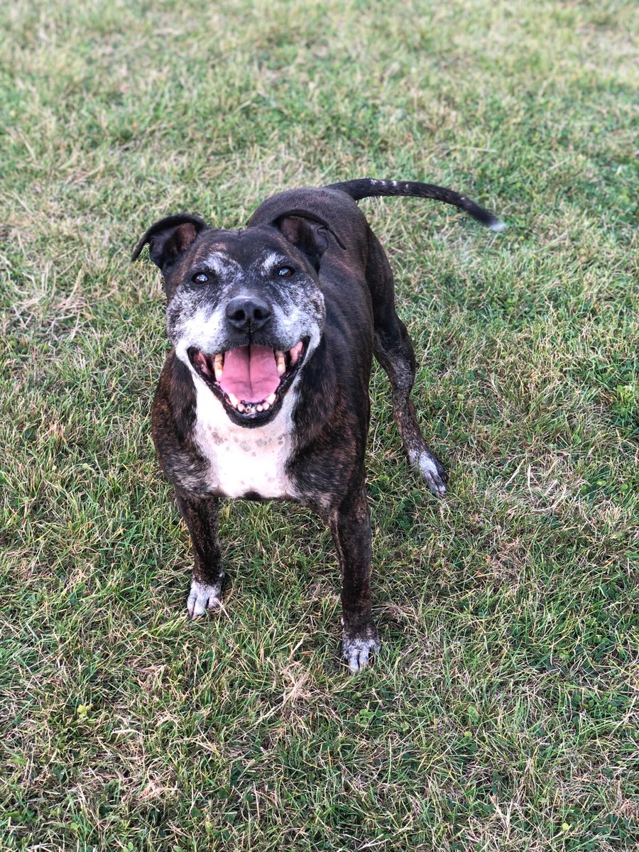 elderly staffies