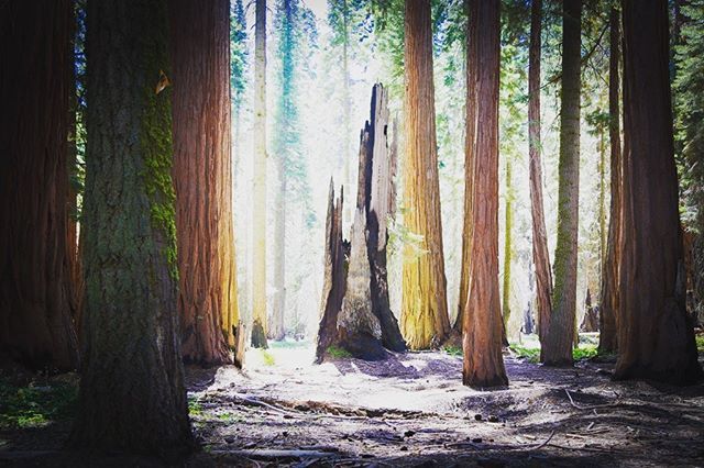 WrathOfKanne's tweet photo. Giant Sequoia long past its prime
.
.
#landscape #nature #giantsequoia #sequoia #seqouianationalpark #nationalpark #nationalparks https://t.co/Kqr7op8BwG https://t.co/mXCyXEOVZB