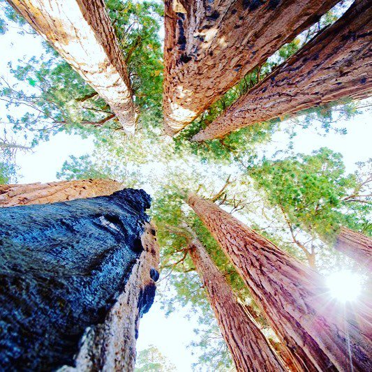 WrathOfKanne's tweet photo. Sequoia grove
.
.
#landscape #nature #giantsequoia #giantsequoias #sequoianationalpark #nationalpark #nationalparks https://t.co/QMwo2Ggcff https://t.co/9cPwYG4q7U