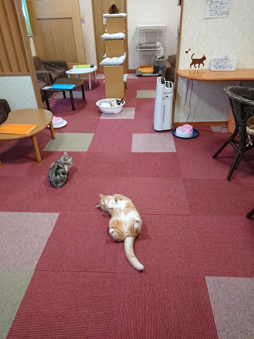 22年版 福島でおすすめの猫カフェ9選 猫カフェナビ