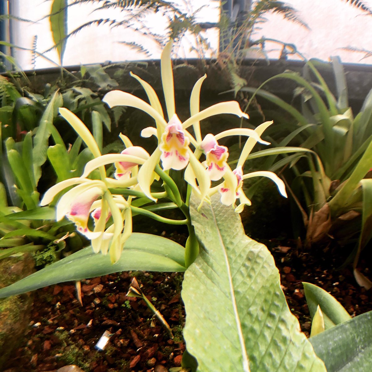 KeshOrchids's tweet photo. Happy Sunday! To you and your plants! From me and all my Orchids! #orchid #orchidlover #orchidinbloom #orchidcommunity #orchidee https://t.co/h5hOqTc60N