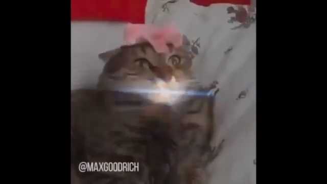 メカp على تويتر これ知らなかった 2分ほど笑い転げてしまった 全てを知ってしまった猫 T Co Otknpumexa Sm ニコニコ動画