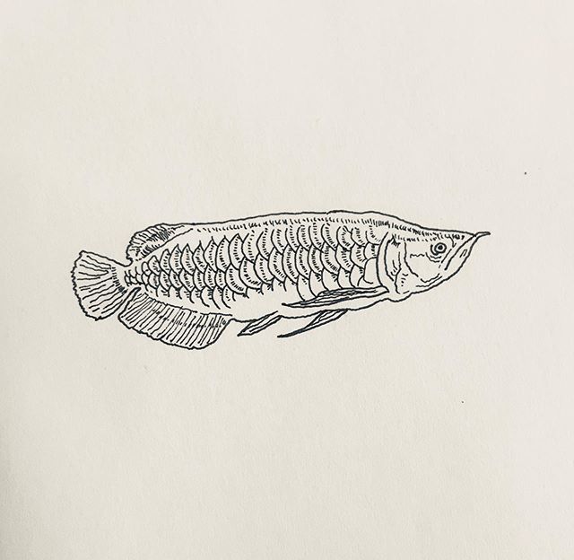 Uzivatel エイマ Eima Na Twitteru アロワナ Arowana イラスト アート 絵 画 イラストレーター デザイン イラストグラム ドローイング アロワナ Illustration Illustrator Art Design Drawing Artist Painting Artwork Arowana T Co